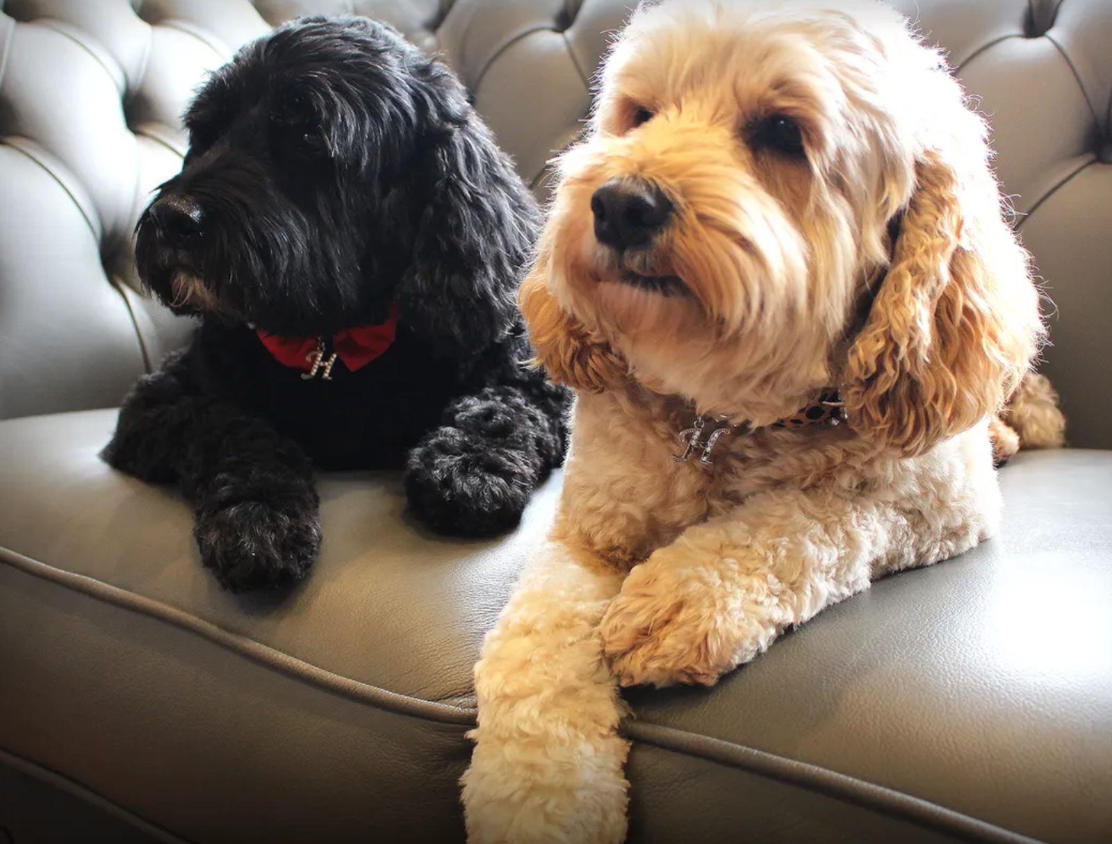 Perfect Pooch Grooming, dog groomer in Teddington